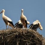 Cum a ajuns o secție de poliție din Cluj să fie blocată de berze