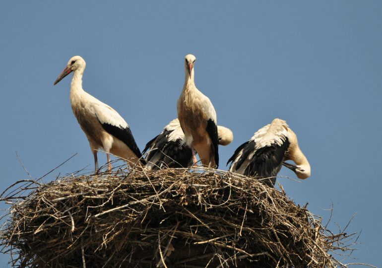 Cum a ajuns o secție de poliție din Cluj să fie blocată de berze