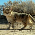 O specie de pisică mică, delicată, dar periculoasă latră precum un câine, dar doar în anumite momente. Să o cunoaștem pe Felis margarita!