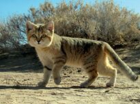 O specie de pisică mică, delicată, dar periculoasă latră precum un câine, dar doar în anumite momente. Să o cunoaștem pe Felis margarita!