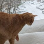 Climatolog: Primăvara este încă departe. E perfect normal să avem temperaturi negative și la începutul lunii martie