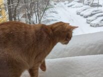 Climatolog: Primăvara este încă departe. E perfect normal să avem temperaturi negative și la începutul lunii martie