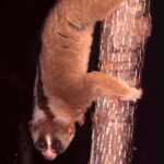 Singura primată veninoasă din lume. Poate fi extrem de periculoasă și chiar letală, inclusiv pentru om