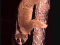 Singura primată veninoasă din lume. Poate fi extrem de periculoasă și chiar letală, inclusiv pentru om