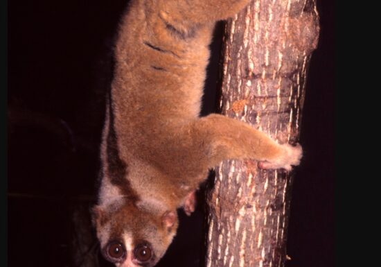 Singura primată veninoasă din lume. Poate fi extrem de periculoasă și chiar letală, inclusiv pentru om