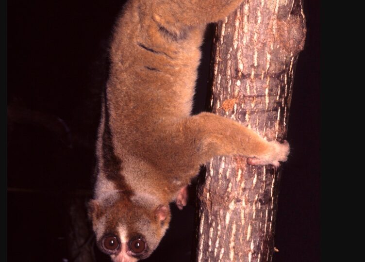 Singura primată veninoasă din lume. Poate fi extrem de periculoasă și chiar letală, inclusiv pentru om