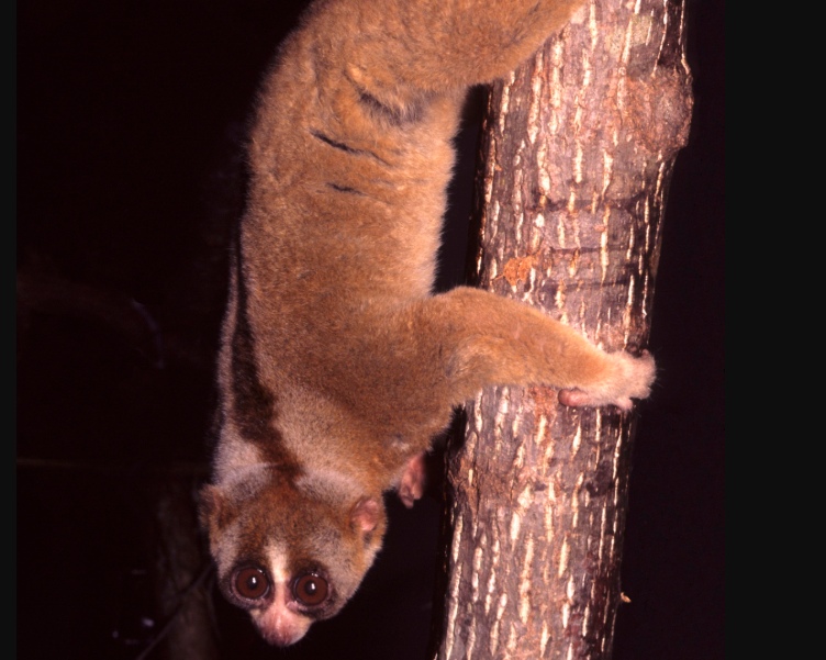 Singura primată veninoasă din lume. Poate fi extrem de periculoasă și chiar letală, inclusiv pentru om