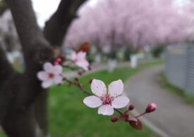 Cum va fi vremea în martie. Meteorologii anunță surprizele primei luni de primăvară