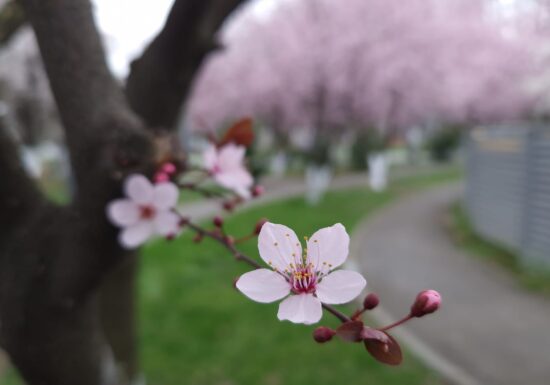 Cum va fi vremea în martie. Meteorologii anunță surprizele primei luni de primăvară