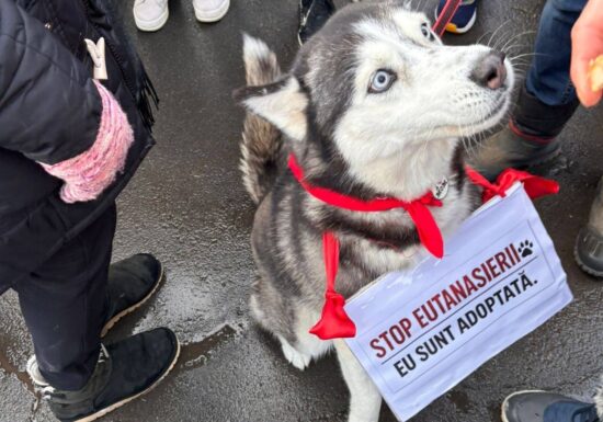 Proteste în București și în mai multe orașe după ororile dintr-un adăpost de câini: Sterilizare, NU eutanasiere! (Foto&Video)