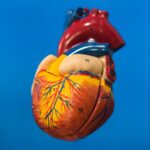 Cine e mai devreme afectat de bolile cardiovasculare – femeia sau bărbatul?