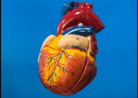 Cine e mai devreme afectat de bolile cardiovasculare - femeia sau bărbatul?