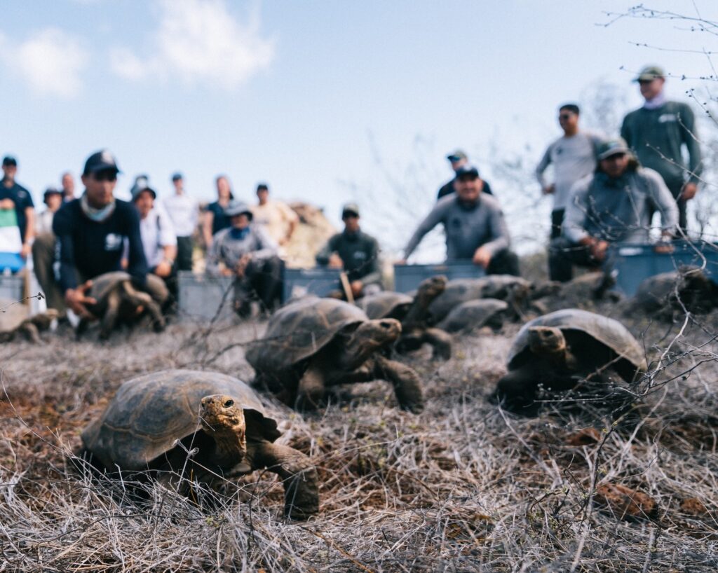 Țestoasele gigant revin în Galápagos după aproape 150 de ani de la dispariție (Video)