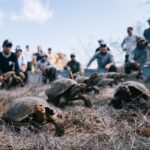 Țestoasele gigant revin în Galápagos după aproape 150 de ani de la dispariție (Video)