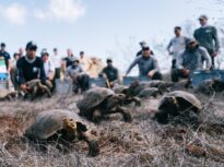 Țestoasele gigant revin în Galápagos după aproape 150 de ani de la dispariție (Video)