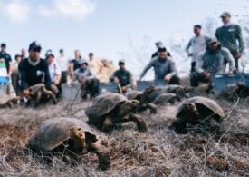 Țestoasele gigant revin în Galápagos după aproape 150 de ani de la dispariție (Video)