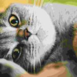 Torsul pisicilor dezvăluie mai multe decât mieunatul