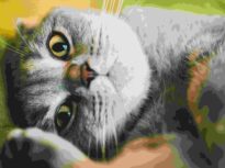 Torsul pisicilor dezvăluie mai multe decât mieunatul