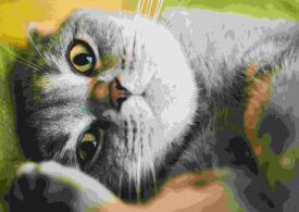 Torsul pisicilor dezvăluie mai multe decât mieunatul