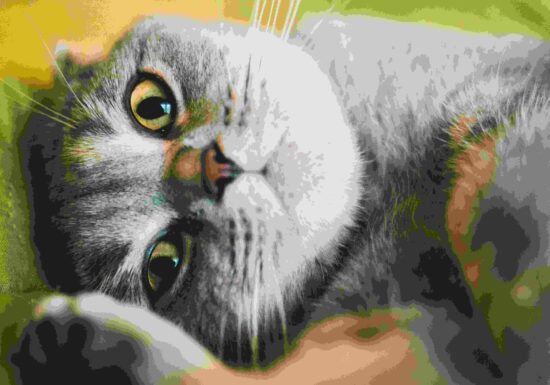 Torsul pisicilor dezvăluie mai multe decât mieunatul