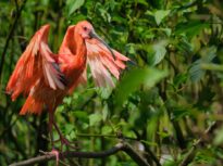 Un obicei simplu, ieftin și foarte plăcut poate ține creierul tânăr la bătrânețe. S-a demonstrat că previne declinul cognitiv