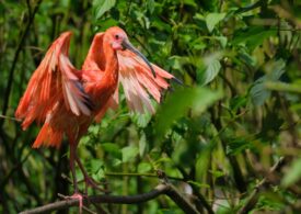 Un obicei simplu, ieftin și foarte plăcut poate ține creierul tânăr la bătrânețe. S-a demonstrat că previne declinul cognitiv