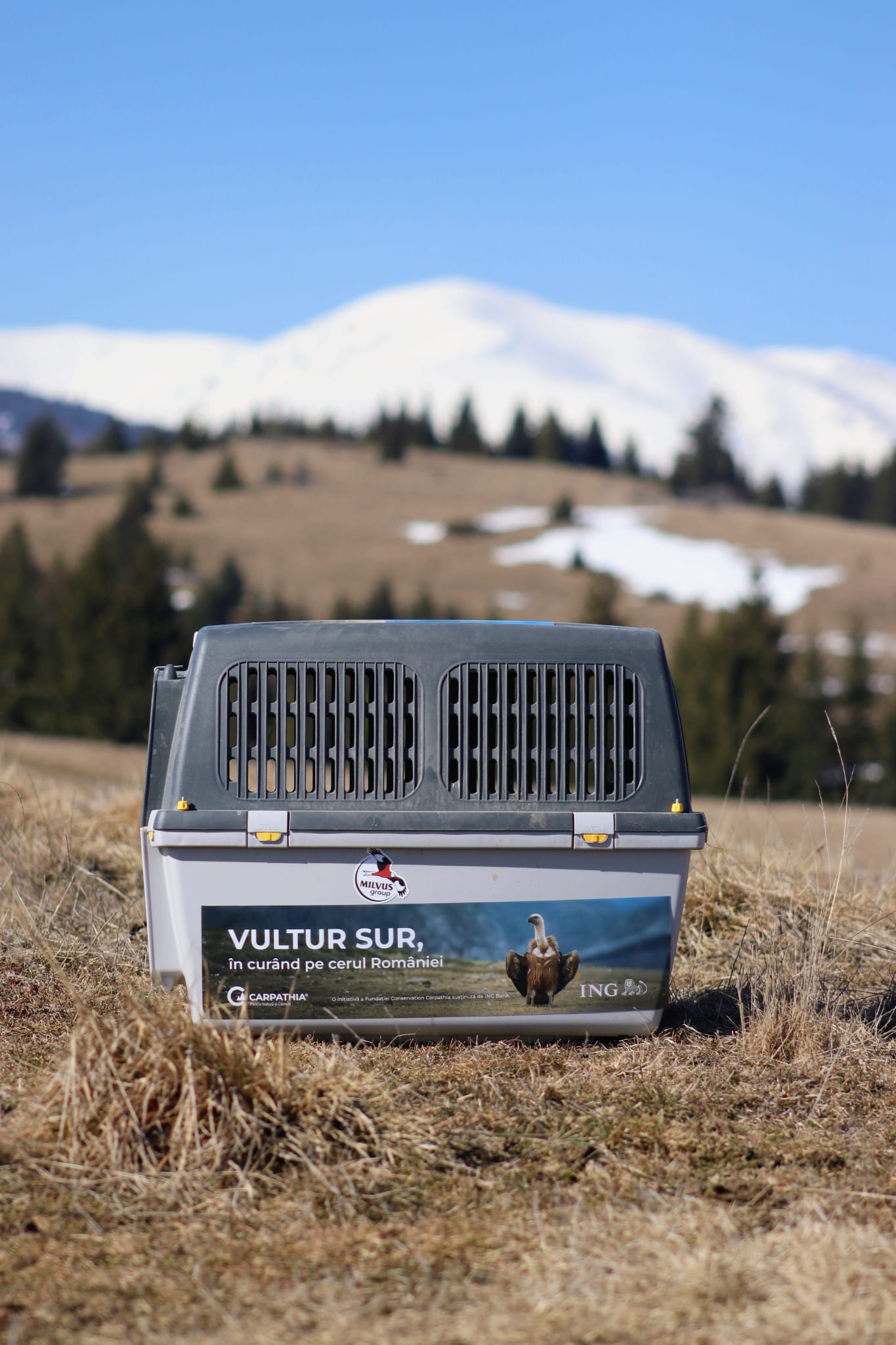 First Griffon Vultures Brought to Romania in Landmark Rewilding Project ...