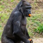 De ce mamiferele nu sunt la fel de colorate ca păsările sau peștii? Explicația ține de evoluție dar și de percepție