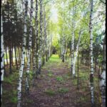 Neanderthalienii aveau și ei antibioticul lor natural