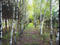 Neanderthalienii aveau și ei antibioticul lor natural