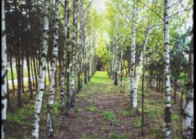 Neanderthalienii aveau și ei antibioticul lor natural - studiu