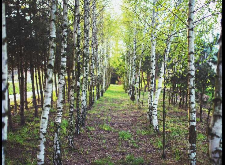 Neanderthalienii aveau și ei antibioticul lor natural - studiu