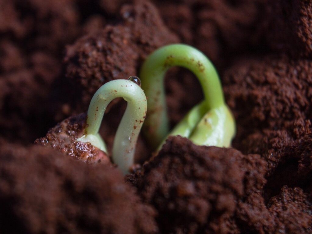 Oamenii de știință au cultivat cu succes o legumă foarte populară în praf selenar