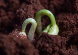 Oamenii de știință au cultivat cu succes o legumă foarte populară în praf selenar