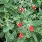 Nou tip de evoluție rapidă, nemaivăzut în sălbăticie până acum – studiu