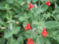 Nou tip de evoluție rapidă, nemaivăzut în sălbăticie până acum – studiu