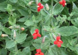 Nou tip de evoluție rapidă, nemaivăzut în sălbăticie până acum - studiu