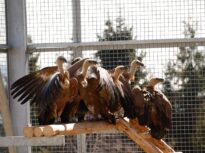 Vulturul sur revine în România după mai bine de 70 de ani. Primele exemplare au ajuns în Făgăraș