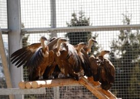 Vulturul sur revine în România după mai bine de 70 de ani. Primele exemplare au ajuns în Făgăraș