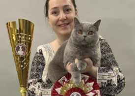 O pisică din România e cea mai frumoasă din Europa. Cum arată „ursoaica din Bucovina”