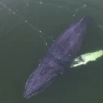 Timmy, balena blocată de aproape trei săptămâni în Marea Baltică, a început să înoate spre larg (Video)