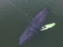 Timmy, balena blocată de aproape trei săptămâni în Marea Baltică, a început să înoate spre larg (Video)