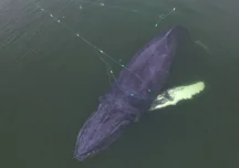 Timmy, the whale stranded in the Baltic Sea for nearly three weeks, starts swimming back toward open waters (Video)