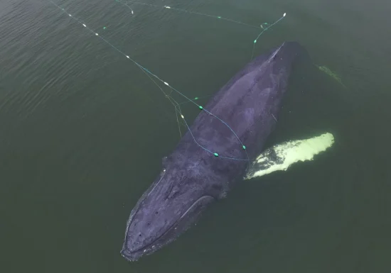 Timmy, balena blocată de aproape trei săptămâni în Marea Baltică, a început să înoate spre larg (Video)