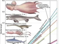 Caracatițe gigantice de 20 de metri făceau legea în oceane acum 100 de milioane de ani