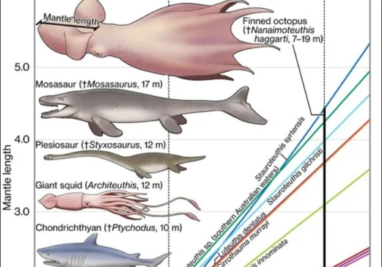 Caracatițe gigantice de 20 de metri făceau legea în oceane acum 100 de milioane de ani