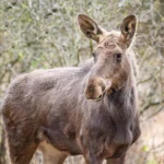 Moment rar: Elanul a fost reintrodus în pădurile României după 200 de ani