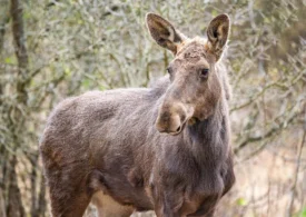 Moment rar: Elanul a fost reintrodus în pădurile României după 200 de ani