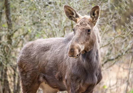 Moment rar: Elanul a fost reintrodus în pădurile României după 200 de ani