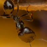Ce s-a întâmplat cu furnicile care au primit cofeină. Experiment inedit